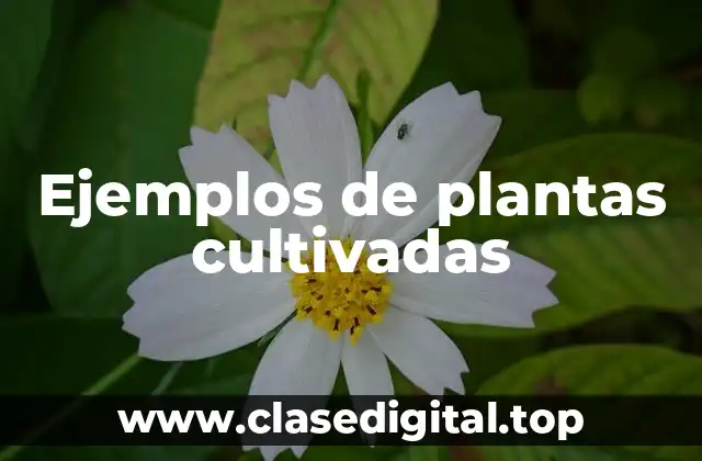 Ejemplos de plantas cultivadas