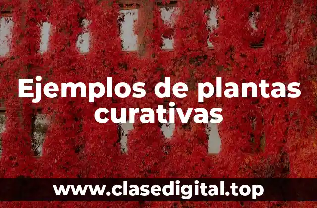 Ejemplos de plantas curativas