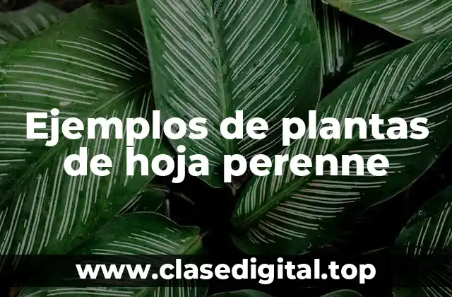 Ejemplos de plantas de hoja perenne