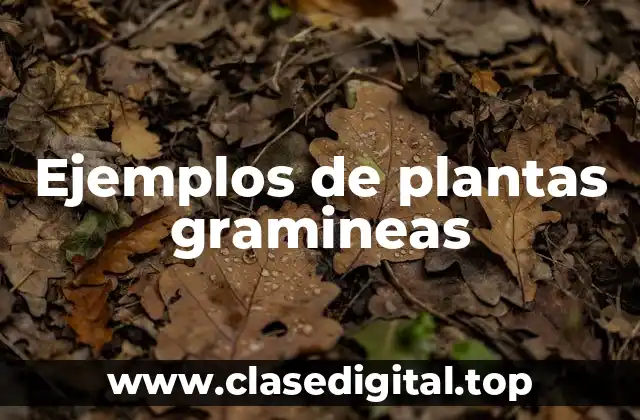 Ejemplos de plantas gramineas