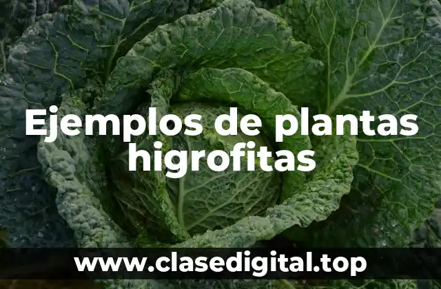 Ejemplos de plantas higrofitas