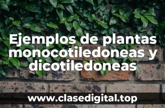 Ejemplos de plantas monocotiledoneas y dicotiledoneas