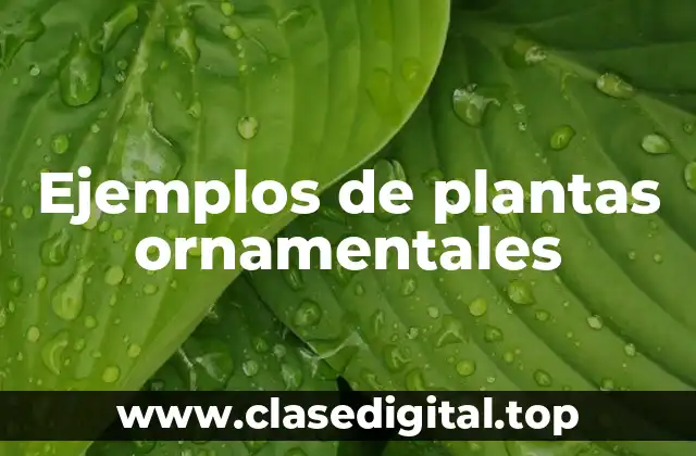 Ejemplos de plantas ornamentales