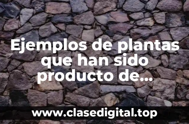 Ejemplos de plantas que han sido producto de manipulación genética