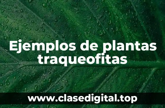 Ejemplos de plantas traqueofitas