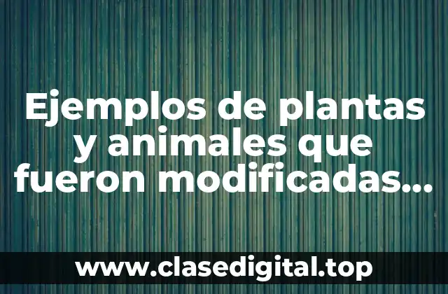 Ejemplos de plantas y animales que fueron modificadas mediante cruzas
