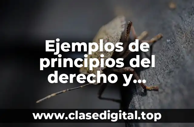 Ejemplos de principios del derecho y Significado