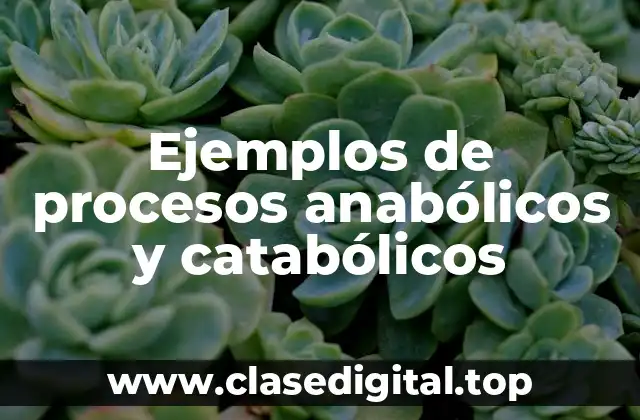 Ejemplos de procesos anabólicos y catabólicos