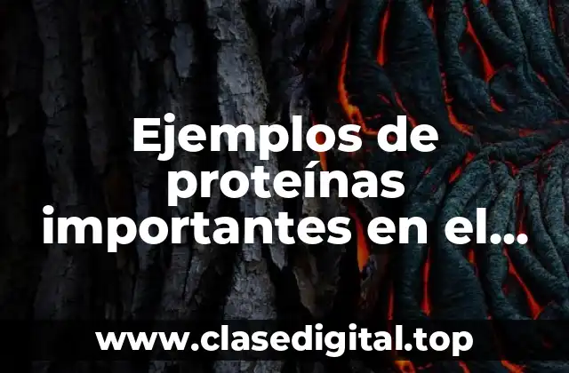 Ejemplos de proteínas importantes en el cuerpo y su función
