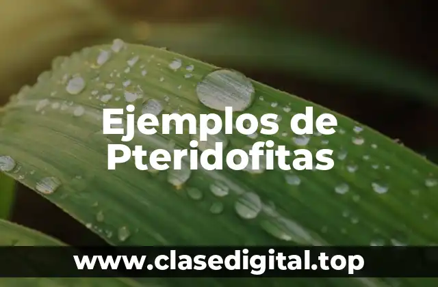 Ejemplos de Pteridofitas