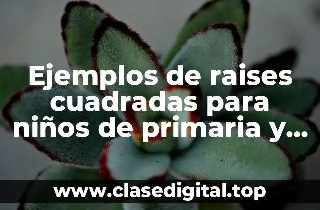 Ejemplos de raises cuadradas para niños de primaria y Significado