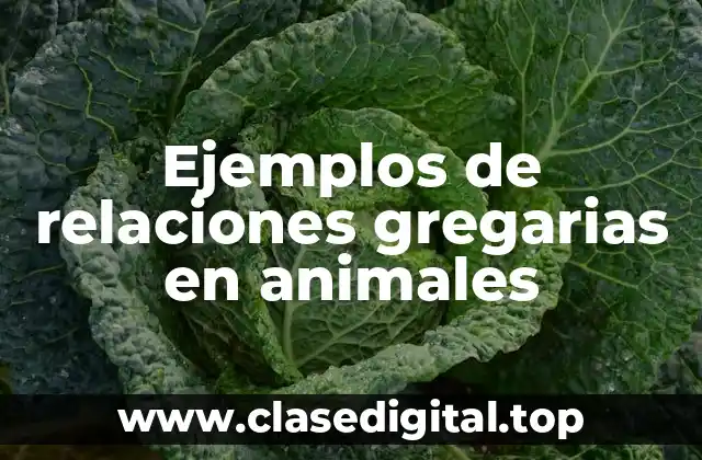 Ejemplos de relaciones gregarias en animales
