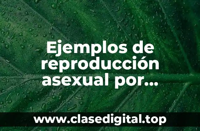 Ejemplos de reproducción asexual por gemación en animales