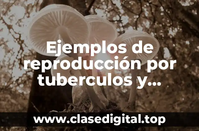 Ejemplos de reproducción por tuberculos y Significado