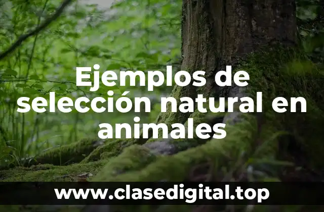 Ejemplos de selección natural en animales
