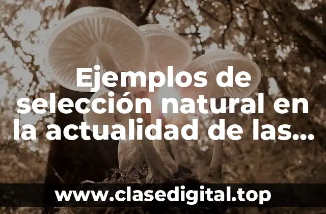 Ejemplos de selección natural en la actualidad de las jirafas