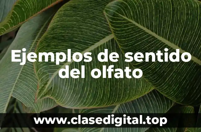 Ejemplos de sentido del olfato