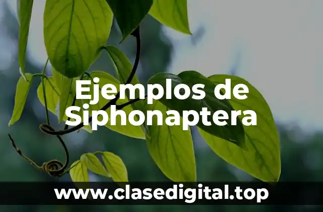 Ejemplos de Siphonaptera