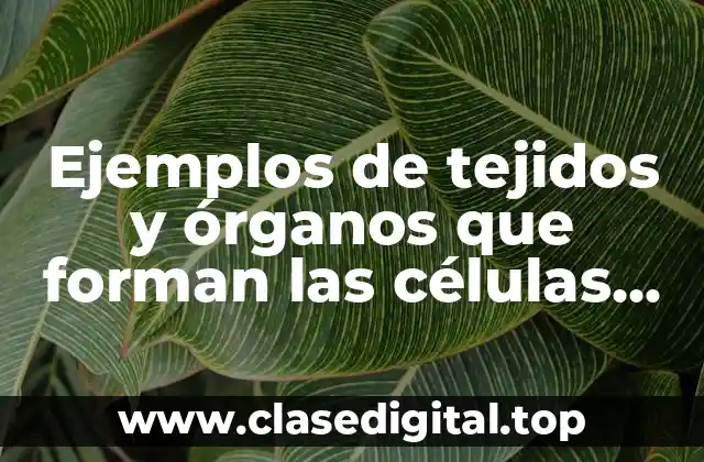 Ejemplos de tejidos y órganos que forman las células óseas