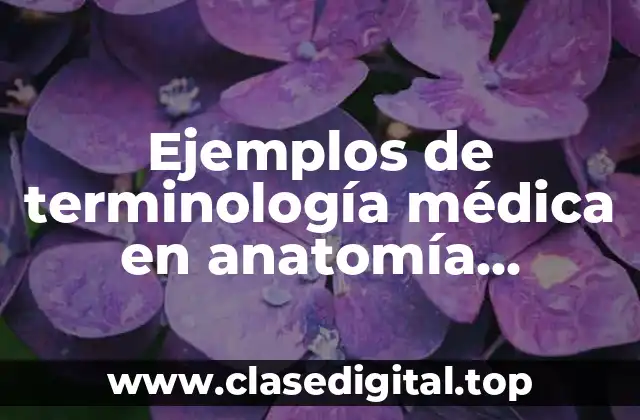 Ejemplos de terminología médica en anatomía topográfica