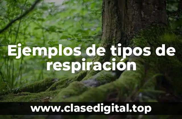 Ejemplos de tipos de respiración