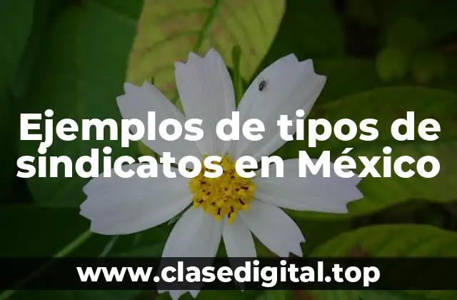 Ejemplos de tipos de sindicatos en México