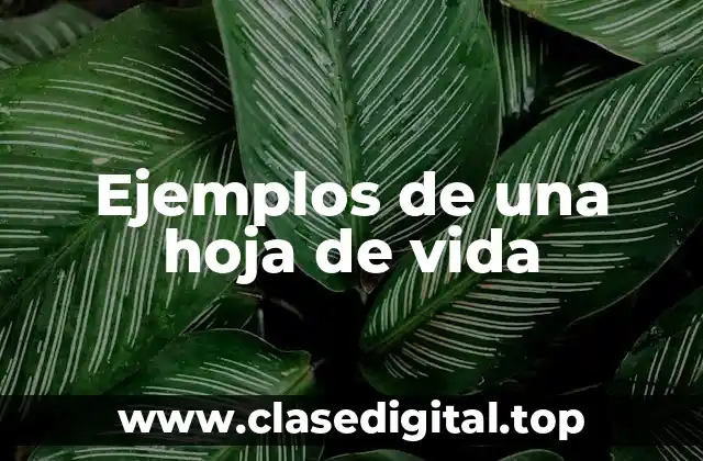 Ejemplos de una hoja de vida