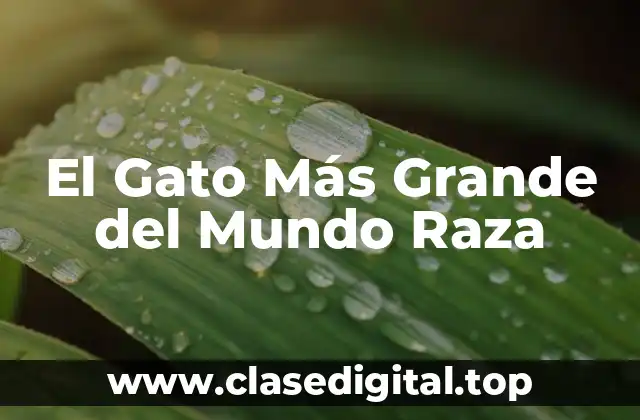 El Gato Más Grande del Mundo Raza