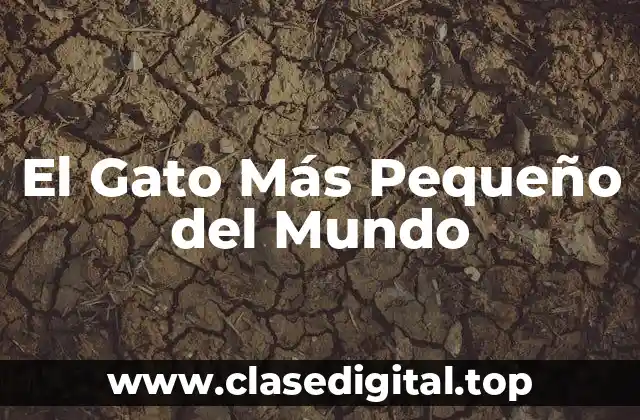 El Gato Más Pequeño del Mundo