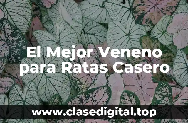 El Mejor Veneno para Ratas Casero