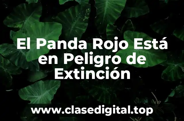 El Panda Rojo Está en Peligro de Extinción