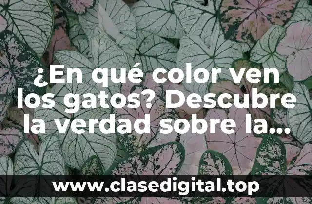 ¿En qué color ven los gatos? Descubre la verdad sobre la visión felina
