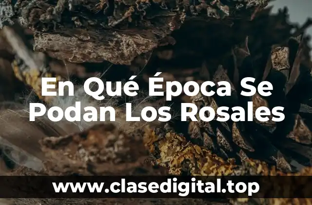 En Qué Época Se Podan Los Rosales