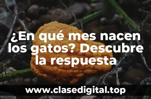 La Reproducción de los Gatos: Un Proceso Natural