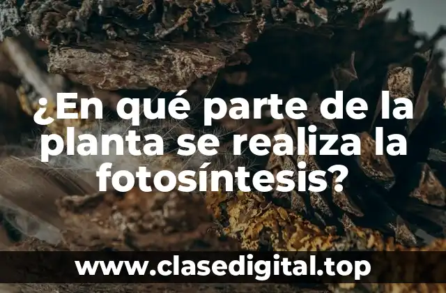 ¿En qué parte de la planta se realiza la fotosíntesis?