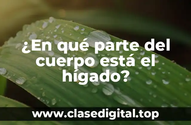 Anatomía del hígado