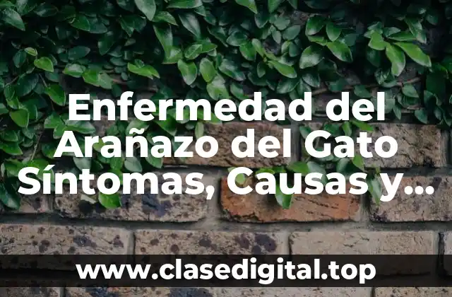 ¿Cuáles son los Síntomas de la Enfermedad del Arañazo del Gato?