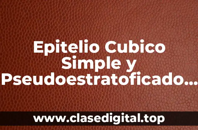 Epitelio Cubico Simple y Pseudoestratoficado Renal