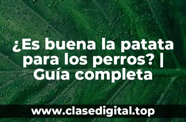 ¿Es buena la patata para los perros? | Guía completa