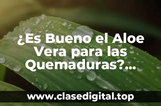¿Es Bueno el Aloe Vera para las Quemaduras? Descubre los Beneficios y Usos del Aloe Vera para el Tratamiento de Quemaduras