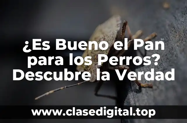 ¿Es Bueno el Pan para los Perros? Descubre la Verdad