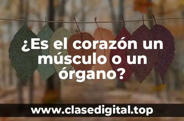 ¿Es el corazón un músculo o un órgano?