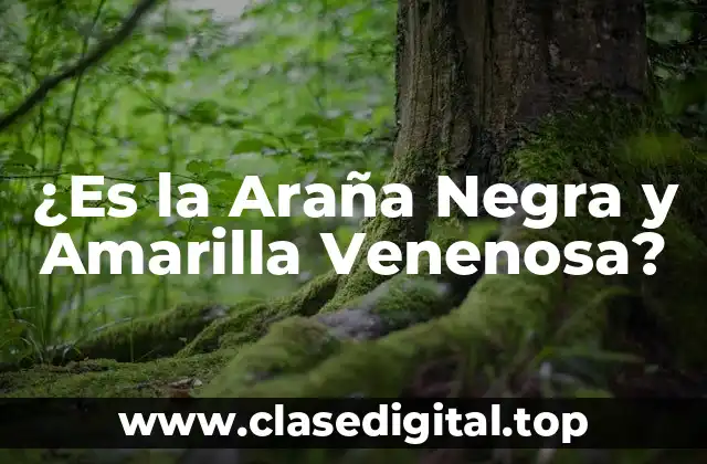 ¿Es la Araña Negra y Amarilla Venenosa?