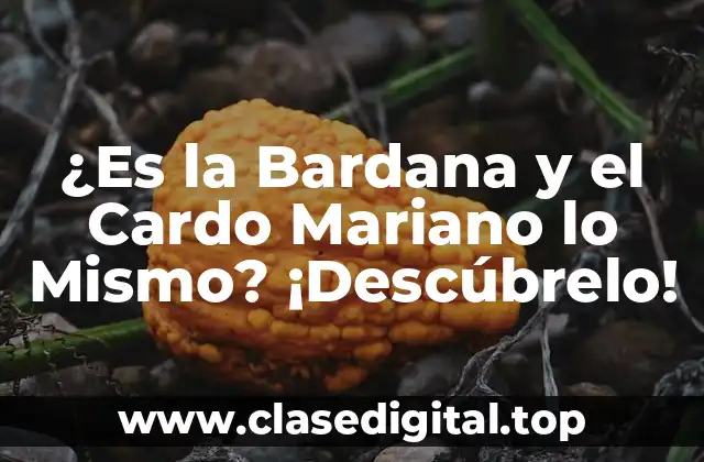 ¿Es la Bardana y el Cardo Mariano lo Mismo? ¡Descúbrelo!