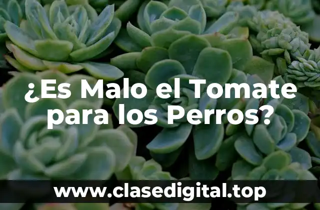 ¿Es Malo el Tomate para los Perros?