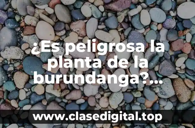 ¿Es peligrosa la planta de la burundanga? Descubre la verdad sobre esta planta tóxica