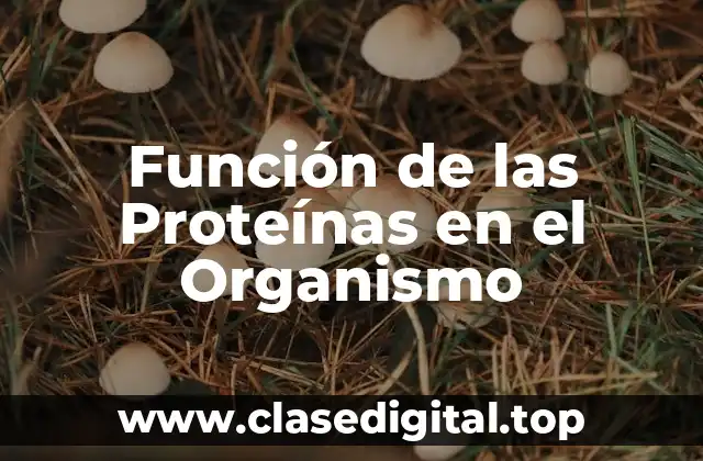 Función de las Proteínas en el Organismo