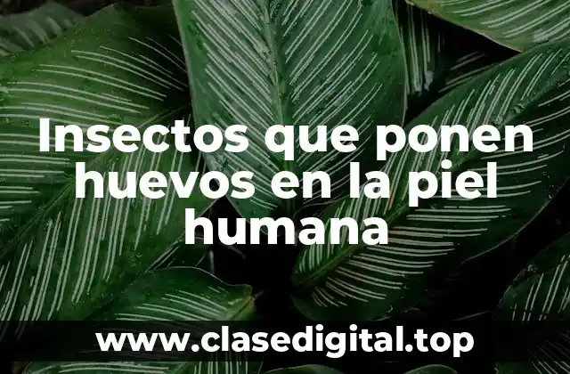Insectos que ponen huevos en la piel humana