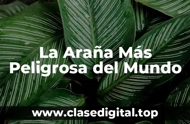 La Araña Más Peligrosa del Mundo