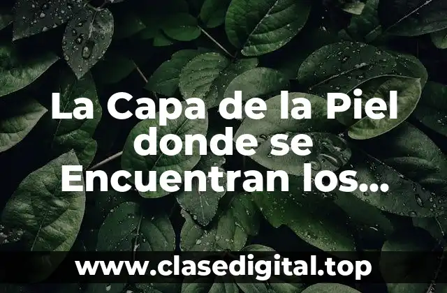 ¿Qué es la Dermis y Cuál es su Función?